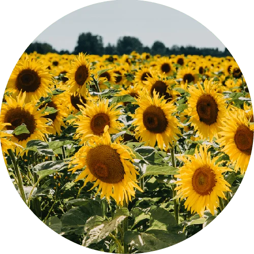 Field of Sunflowers