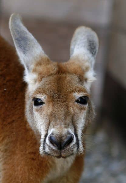 Creature Conservancy red Kangaroo