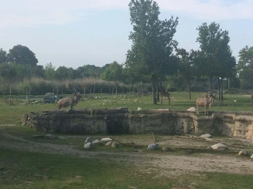 Toledo Zoo Africa