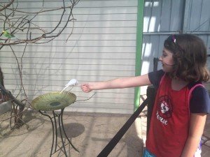 Toledo Zoo Keet Retreat Her First Hungry Parakeet