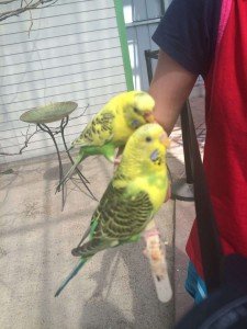 Toledo Zoo Keet Retreat Two Parakeets