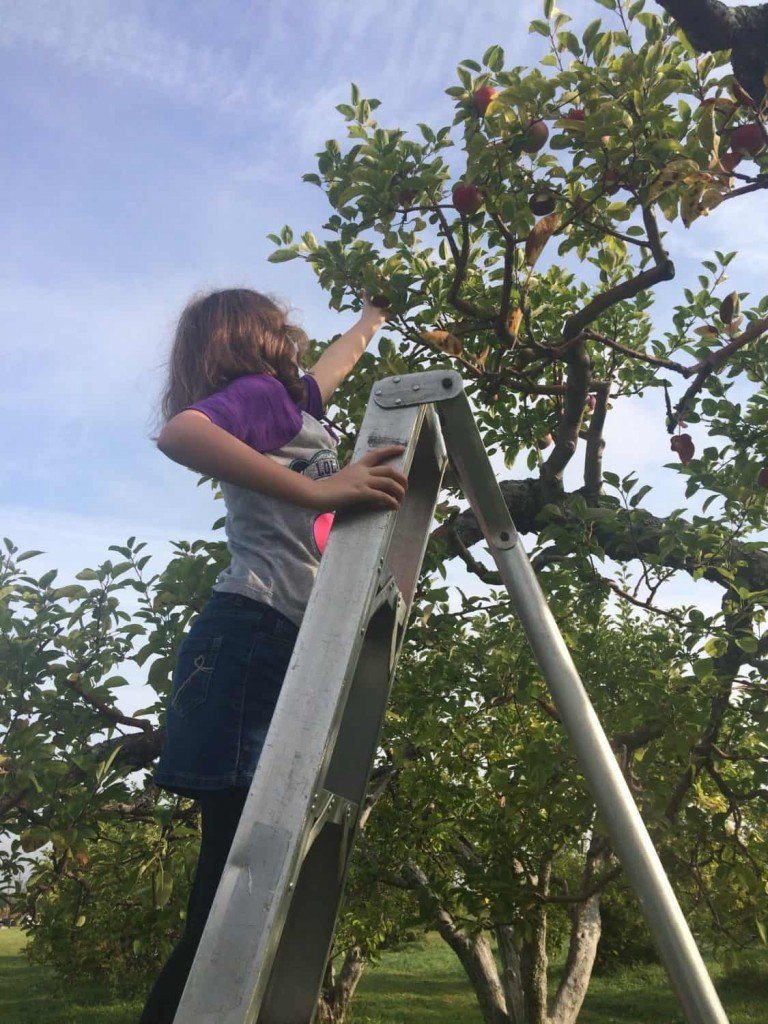 Wasem Fruit Farm - Apple Picking