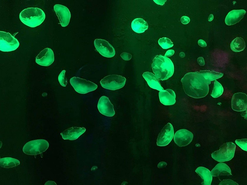 Sea Life Michigan Aquarium - Green Jellyfish