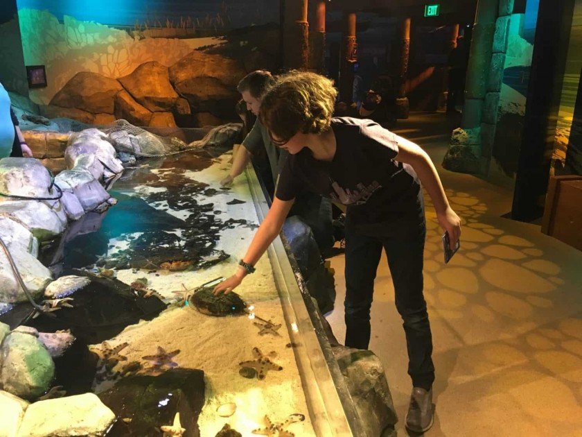 Sea Life Michigan Aquarium - Touch Tank