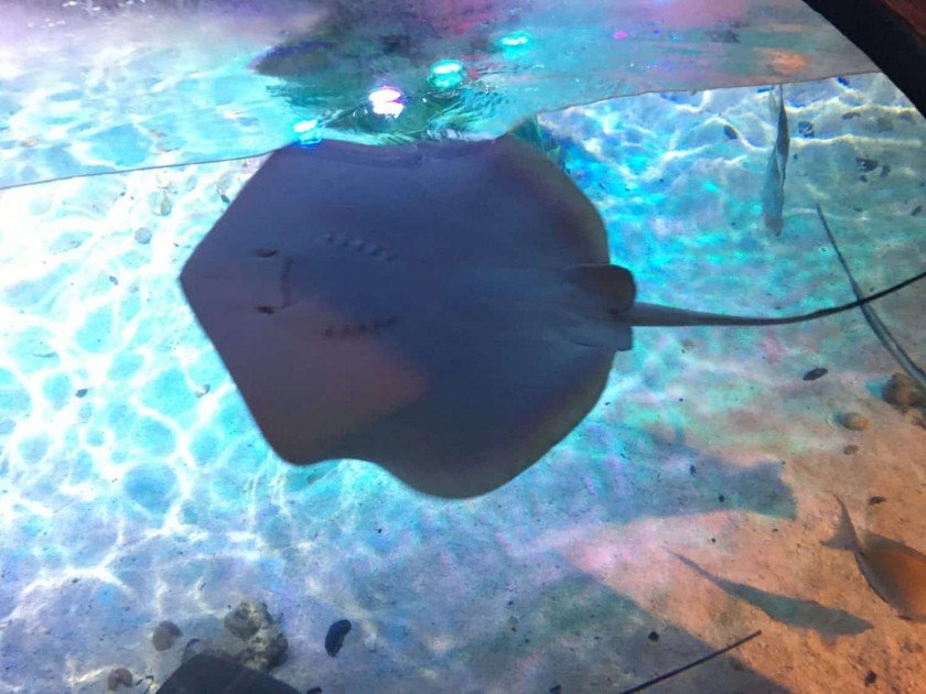 Sea Life Michigan Aquarium - Rays