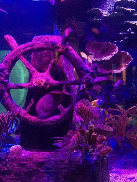 Sea Life Michigan Aquarium - Shipwreck habitat