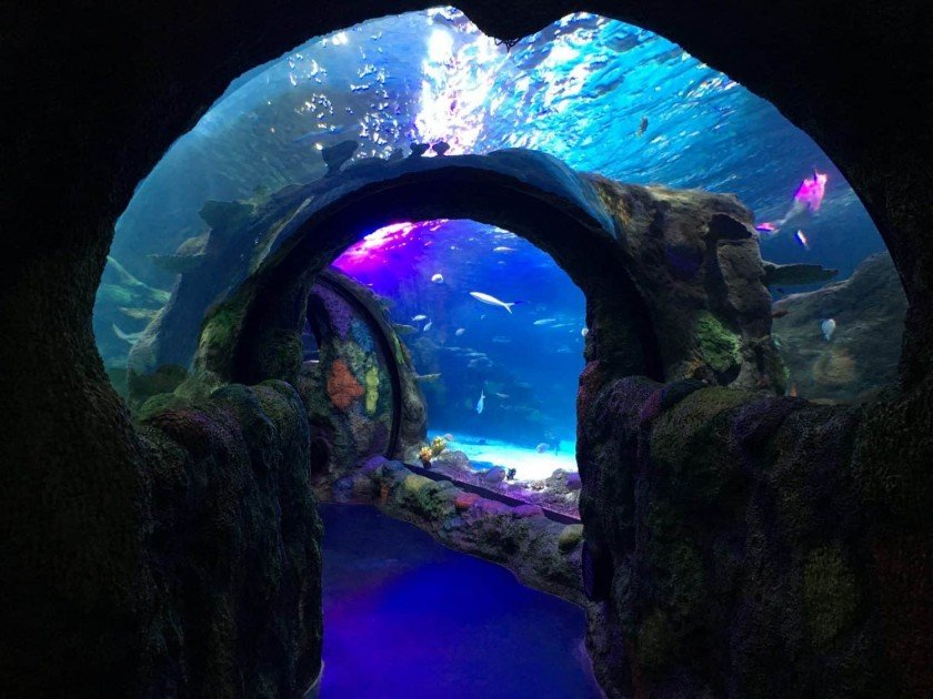 Sea Life Michigan Aquarium - Walkthrough Tunnel