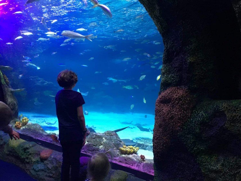 Sea Life Michigan Aquarium - Checking out the fish