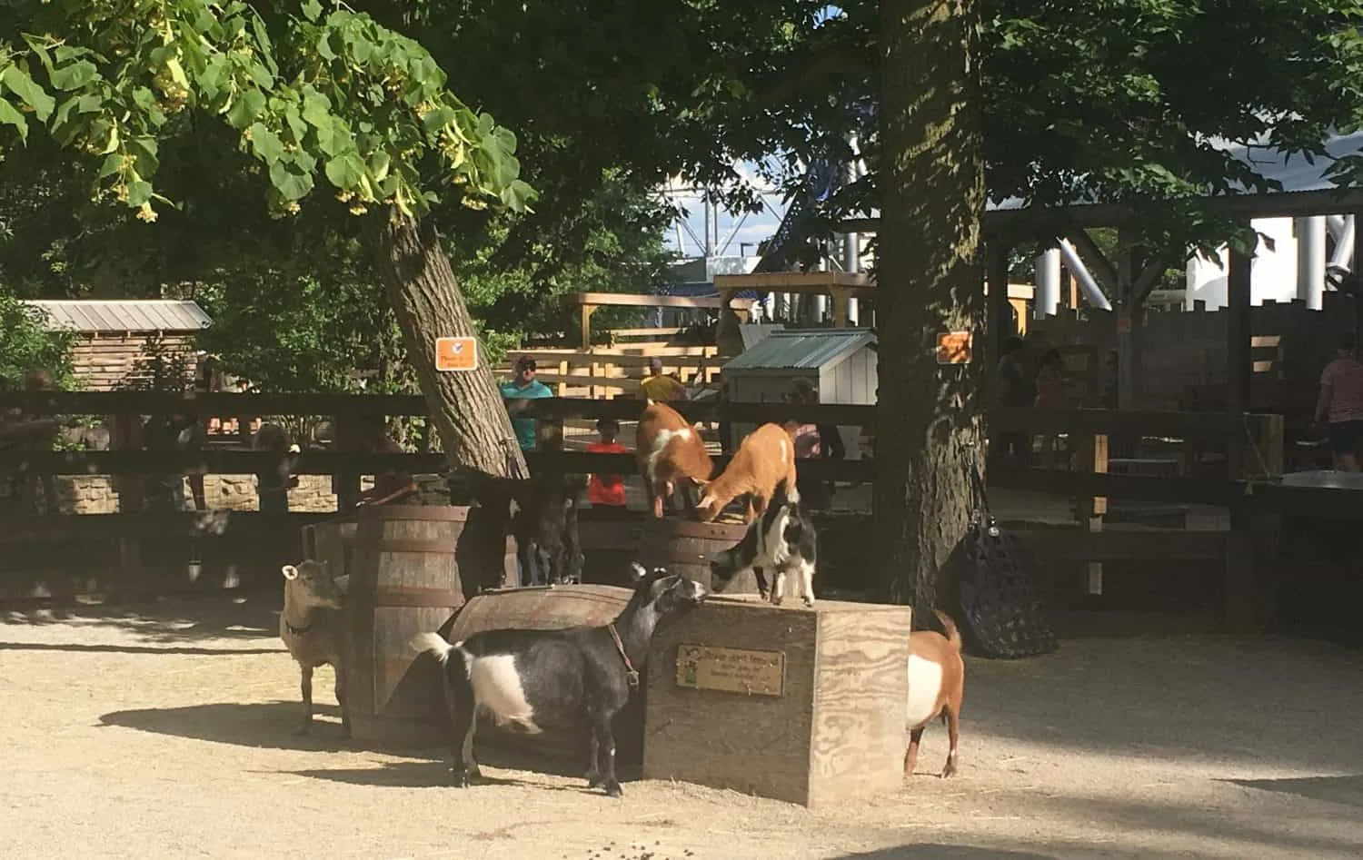 Cedar Point Wednesday Activity Review - Barnyard