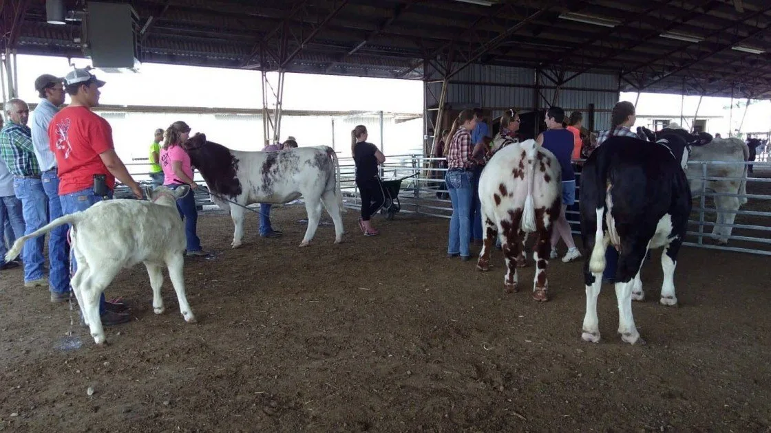 4-H County Fair - Cows