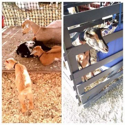 Ann Arbor 4-H County Fair - Goats