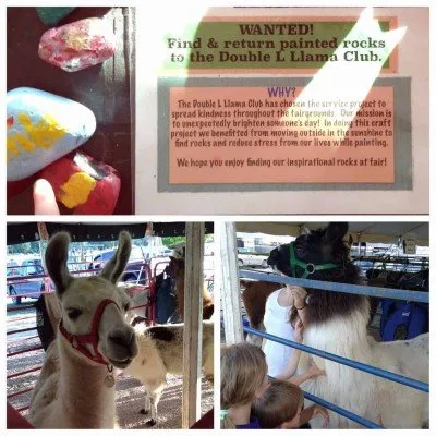 4-H Youth Show - Llama Rocks