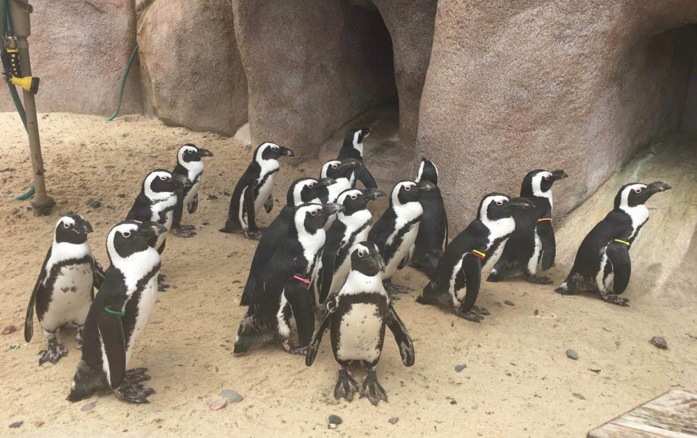 Toledo Zoo Penguins