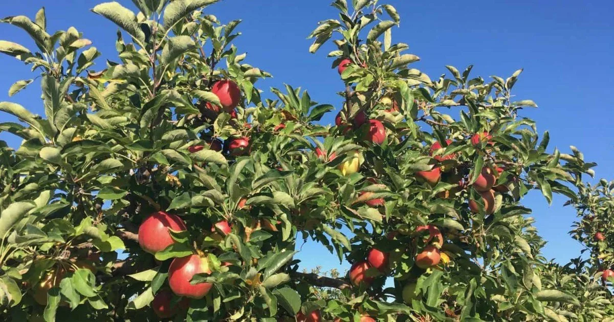 Apple Picking at Wasem Fruit Farm