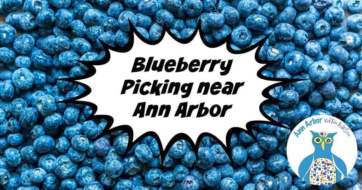 Ann Arbor Blueberry Picking