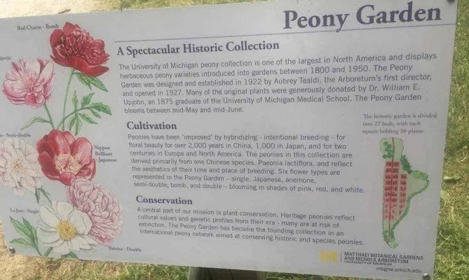 Arb Peony Garden - Sign with History