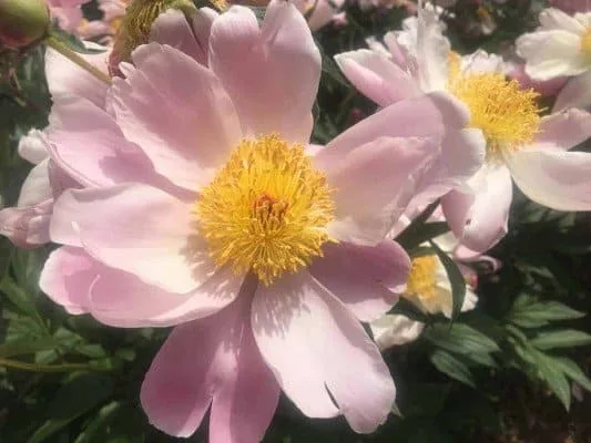 Arb Peony Garden - Blush Pink Peony