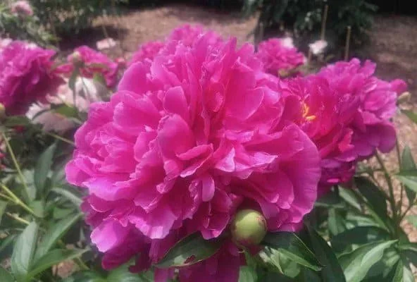 Arb Peony Garden - Magenta with Buds
