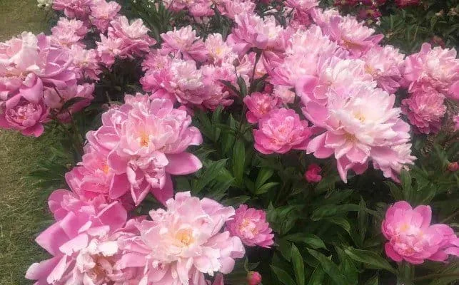 Arb Peony Garden - Pink Peonies