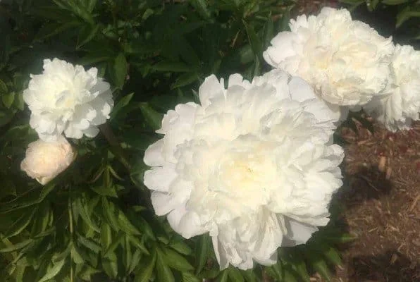 Arb Peony Garden - White Peonies