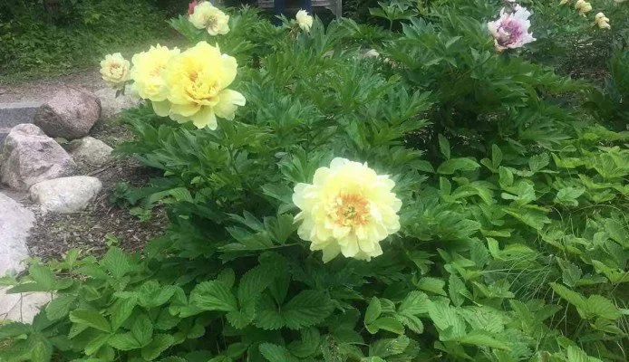 Arb Peony Garden - Yellow Peonies