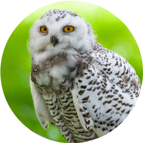 Snowy Owl
