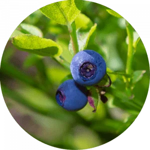 Blueberries ready for picking