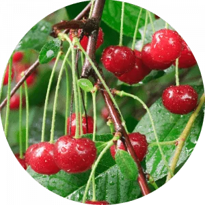 Cherries on tree
