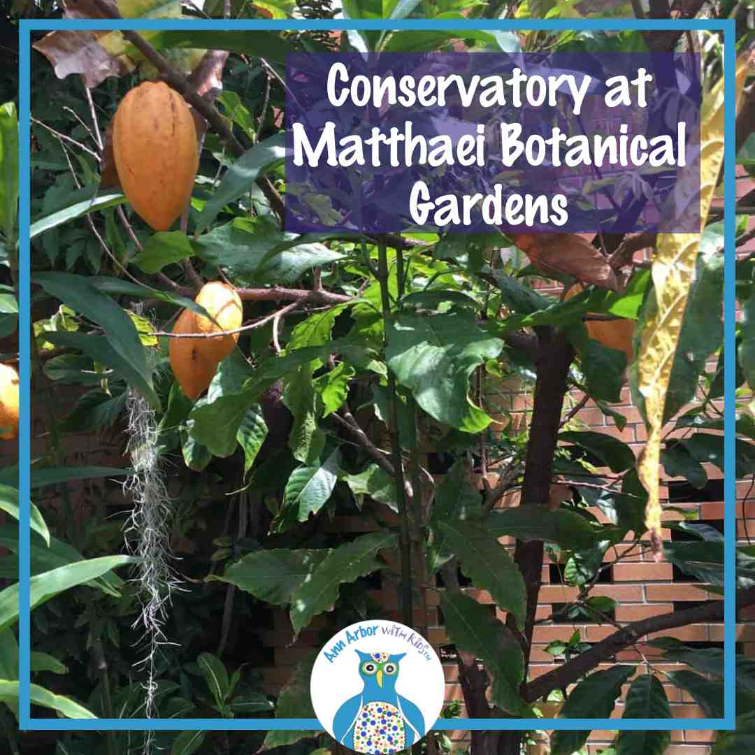Conservatory at Matthaei Botanical Gardens -chocolate plant