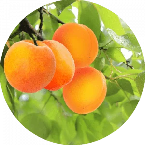 Peaches ready for picking