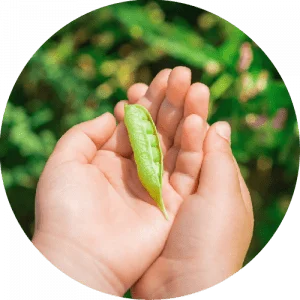 Freshly Picked Peas in hands