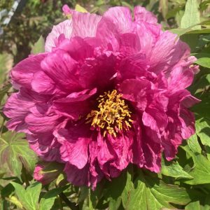 UM Nichols Arboretum Peony Garden - Closeup of a large pink peony flower in full bloom