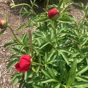 UM Nichols Arboretum Peony Garden -peony plant with red flowers starting to bloom