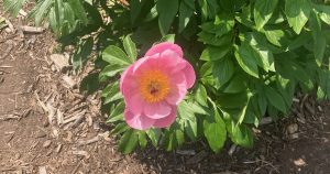UM Nichols Arboretum Peony Garden - closeup of a light pink peony
