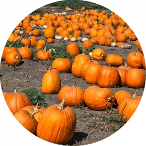Field of Pumpkins