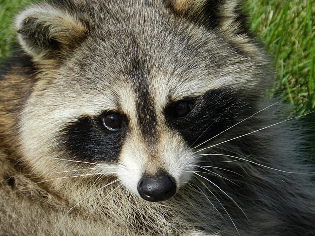 Closeup of Raccoon face