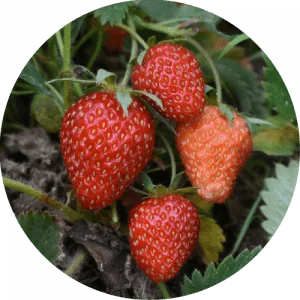 Strawberries