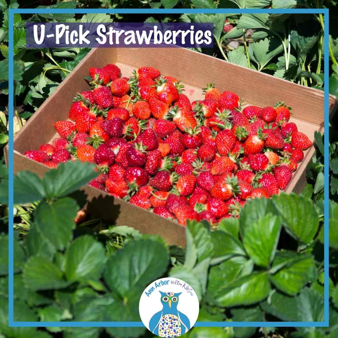 U-Pick Strawberries - a large container of berries sitting on strawberry plants.