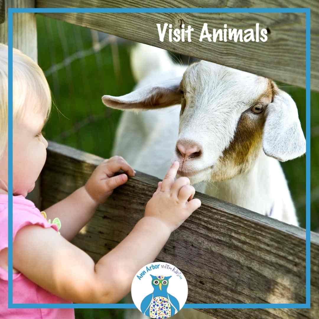 Visit Animals Near Ann Arbor - a toddler pets a goat through a fence